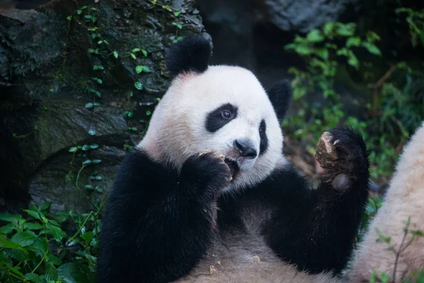 2016年9月15日 中国东部浙江杭州市杭州动物园一只大熊猫吃莫康形状的饲料 — 图库照片