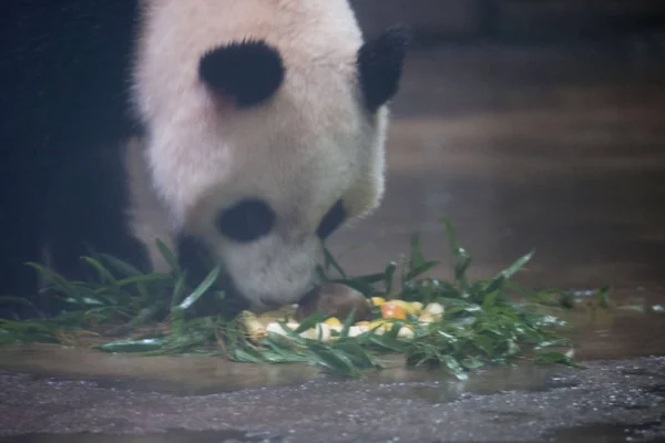 항저우 항저우 동물원에서 팬더를 먹는다 중국의 2016 — 스톡 사진