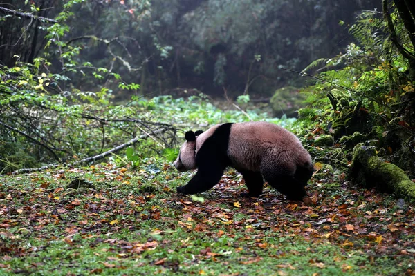 在中国西南四川省雅安市石棉县的自然保护区 大熊猫华燕在草地上流浪 — 图库照片