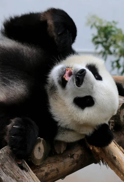 Panda Géant Trouve Sur Stand Bois Pour Profiter Soleil Parc — Photo