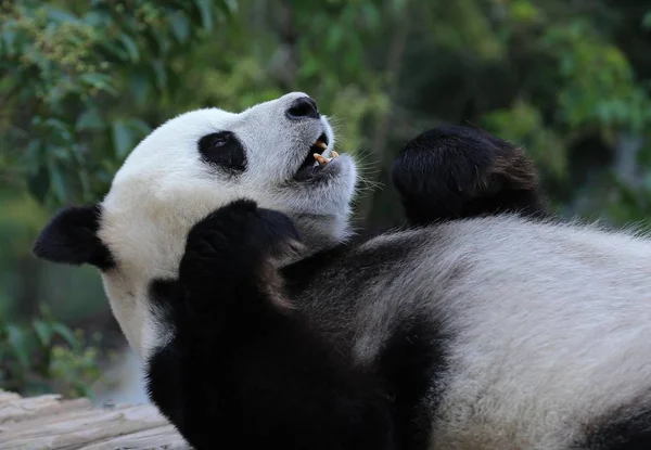 Panda Gigante Encuentra Soporte Madera Para Disfrutar Del Sol Parque —  Fotos de Stock