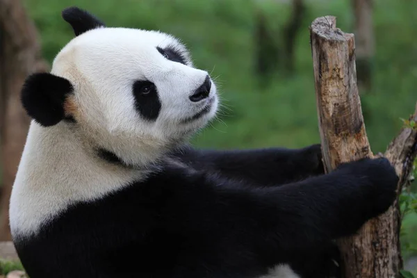 ジャイアント パンダは 休寧県 黄山市 中国東部の安徽省 2016 日にジャイアント パンダの生態公園で日光浴を楽しみます — ストック写真