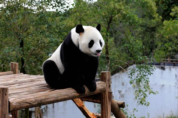 Giant Panda Gra Drewniany Stojak Cieszyć Się Słońcem Giant Panda — Zdjęcie stockowe