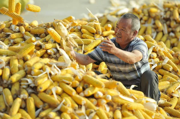 Κινέζος Αγρότης Συσσωρεύεται Καλαμπόκι Στην Πόλη Matou Επαρχία Tancheng Linyi — Φωτογραφία Αρχείου