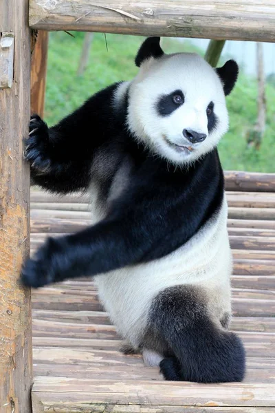 Obří Panda Hraje Dřevěný Stojan Užívat Slunce Ekologický Park Giant — Stock fotografie