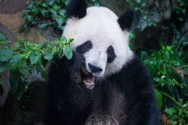 Een Giant Panda Eet Cakes Vormige Veevoeder Hangzhou Zoo Hangzhou — Stockfoto