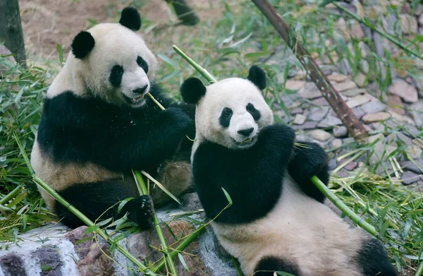 Αρχείο Giant Pandas Τρώνε Μπαμπού Ένα Γραφικό Σημείο Στην Κομητεία — Φωτογραφία Αρχείου