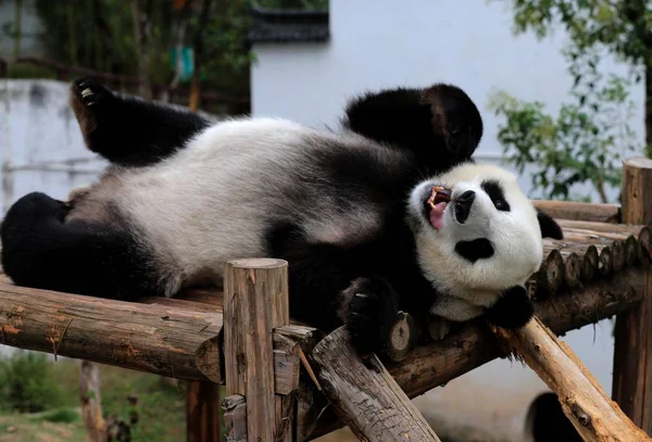 Giant Panda Znajduje Się Drewniany Stojak Cieszyć Się Słońcem Giant — Zdjęcie stockowe