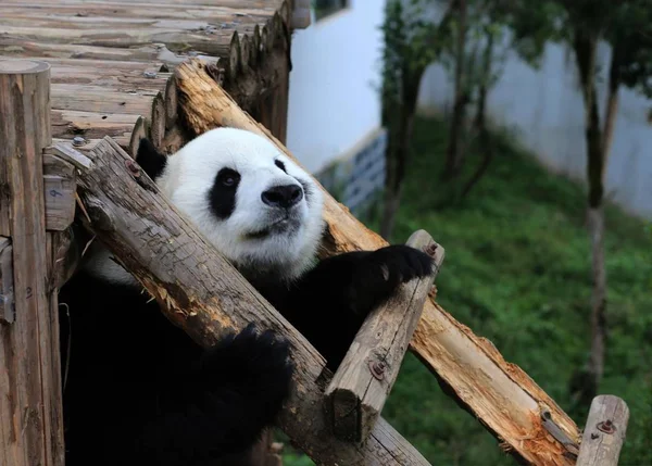 Obří Panda Hraje Dřevěný Stojan Užívat Slunce Ekologický Park Giant — Stock fotografie