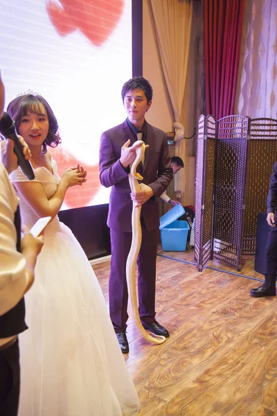 中国新郎吴建峰 在中国东北吉林省吉林市举行的婚礼上举行了一只巨蟒 2016年9月16日 — 图库照片