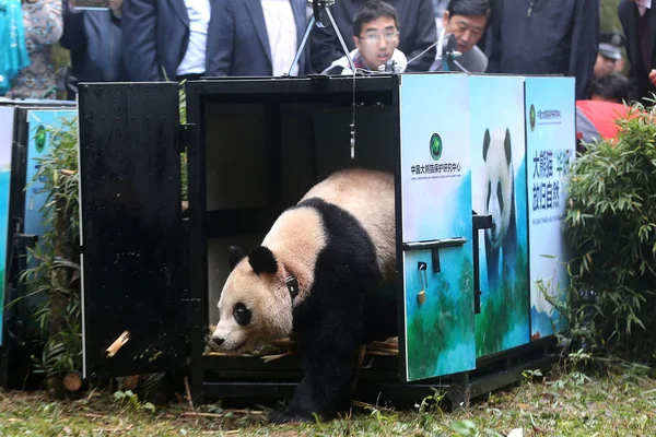 Giant Panda Hua Yan Wanders Being Released Wild Nature Reserve — Stock Photo, Image
