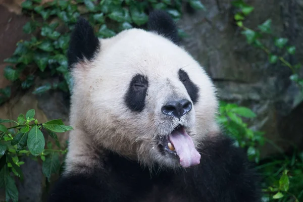 Panda Giant Zjada Mooncake Kształcie Paszy Hangzhou Zoo Hangzhou Miasta — Zdjęcie stockowe