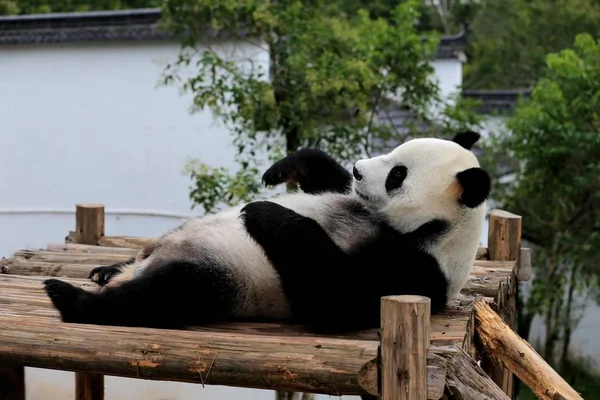 Giant Panda Znajduje Się Drewniany Stojak Cieszyć Się Słońcem Giant — Zdjęcie stockowe