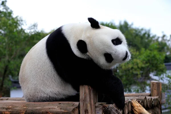 Giant Panda Gra Drewniany Stojak Cieszyć Się Słońcem Giant Panda — Zdjęcie stockowe