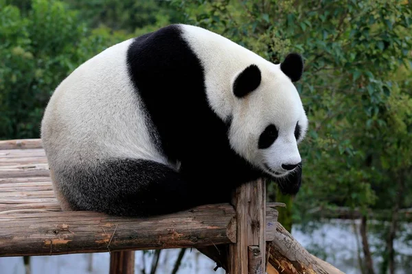 Egy Óriás Panda Játszik Egy Fából Készült Állványra Élvezni Napot — Stock Fotó