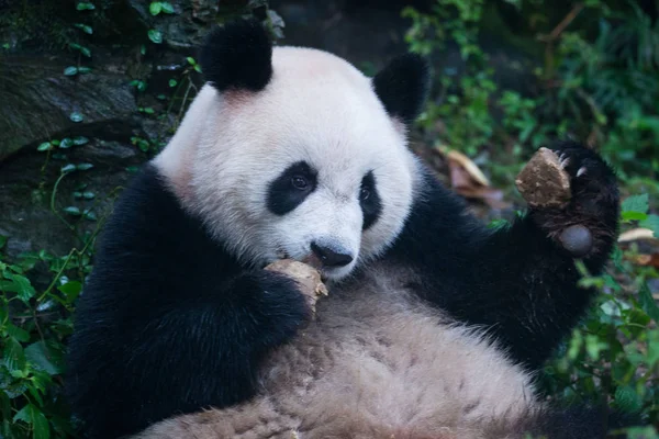 月餅は杭州市の杭州動物園で 巨大なパンダを食べる 東シナの浙江 月2016 — ストック写真