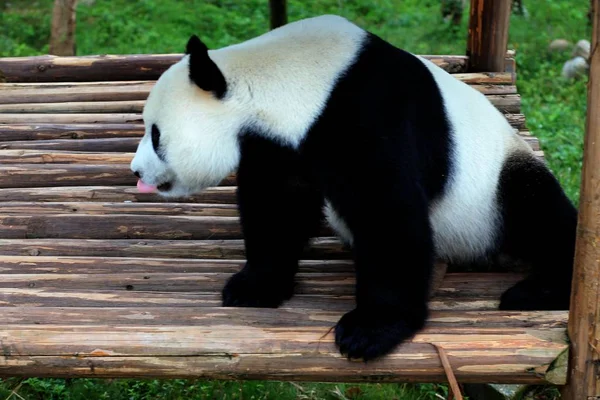 0月8日 在中国东部安徽省黄山市秀宁县大熊猫生态公园 一只大熊猫在木架上玩耍 享受阳光 — 图库照片