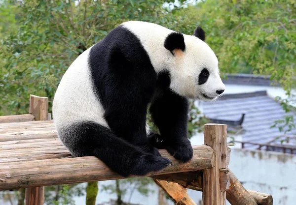 Ein Riesenpanda Spielt Auf Einem Holzständer Die Sonne Ökologischen Park — Stockfoto