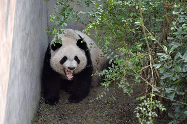 Bir Dev Panda Ikiz Mei Lun Mei Huan Chengdu Şehir — Stok fotoğraf