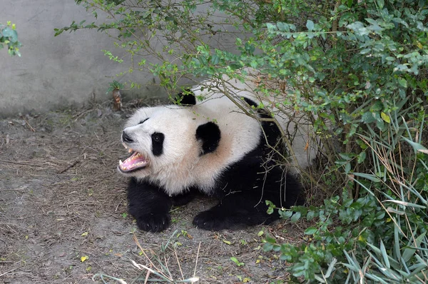 ジャイアントパンダツインズ Mei Lun Mei フアンの1つは 四川省南西部の成都都市におけるジャイアントパンダ育種の成都研究拠点で描かれ 11月16日2016 — ストック写真