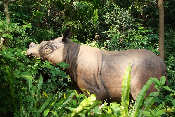 Pygmäen Nilpferd Guangzhou Chimelong Safaripark Der Stadt Guangzhou Provinz Guangdong — Stockfoto