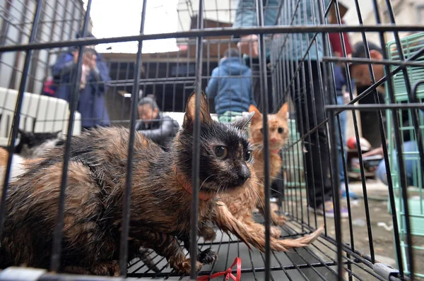 2016年11月23日 动物爱好者 黄福平将屠宰并卖给餐馆的猫被关在中国西南部四川省成都市班竹源镇顺江村的屠宰场里 — 图库照片