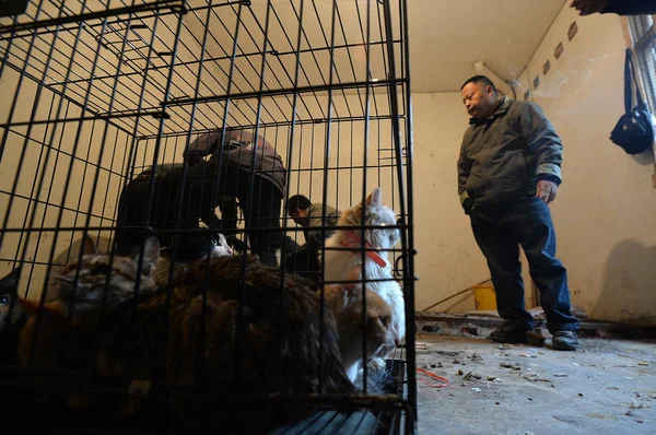 Cats Butchered Sold Restaurants Chinese Animal Lover Huang Fuping Caged — Stock Photo, Image