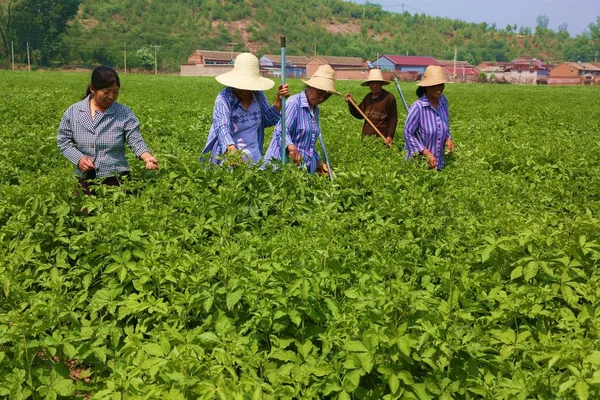 Chinese Dorpsbewoners Controleren Eleutherococcus Senticosus Siberische Ginseng Eleuthero Ciwujia Een — Stockfoto