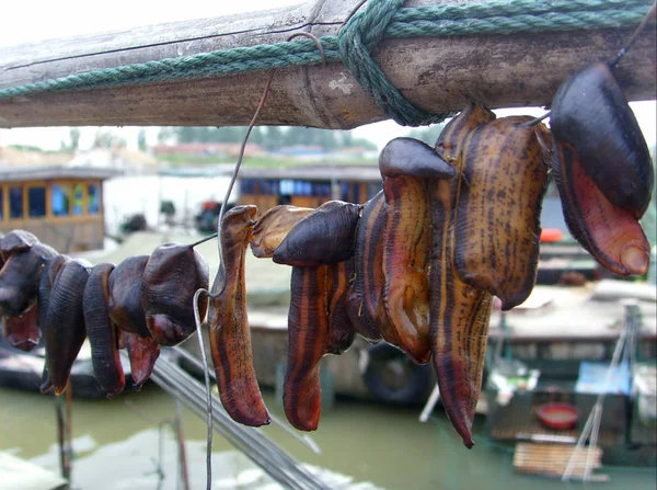 2008年6月24日 中国東部江蘇省金湖郡津後町の漁師が放映するヒルド薬用またはひるど薬の眺め — ストック写真