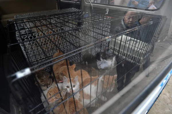 Los Gatos Rescatados Por Voluntarios Del Matadero Del Amante Los — Foto de Stock
