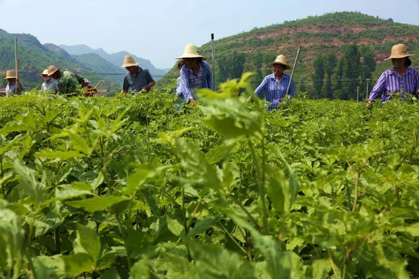 Chinese Dorpsbewoners Controleren Eleutherococcus Senticosus Siberische Ginseng Eleuthero Ciwujia Een — Stockfoto