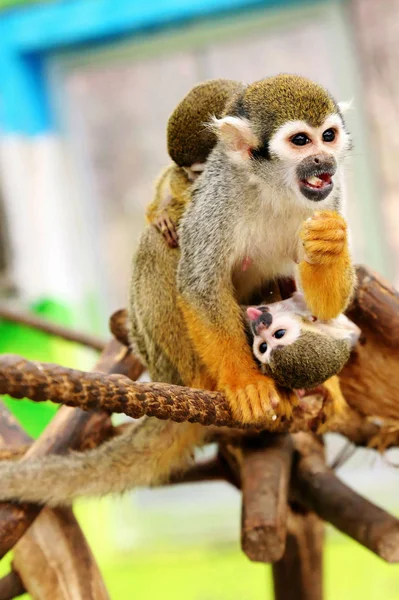 Жіночий Мавп Білєё Несучи Дитина Мавпа Cub Відмовилися Від Своєї — стокове фото