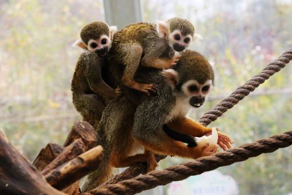 Female Squirrel Monkey Carrying Her Baby Monkey Cub Abandoned Its — Stock Photo, Image