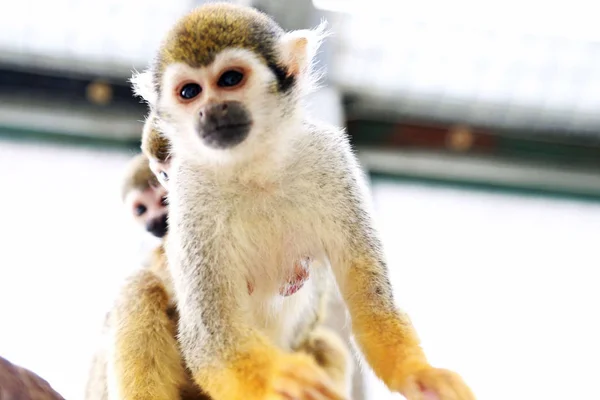 Ένα Θηλυκό Σκίουρος Μαϊμού Που Μεταφέρουν Μωρό Και Μια Μαϊμού — Φωτογραφία Αρχείου