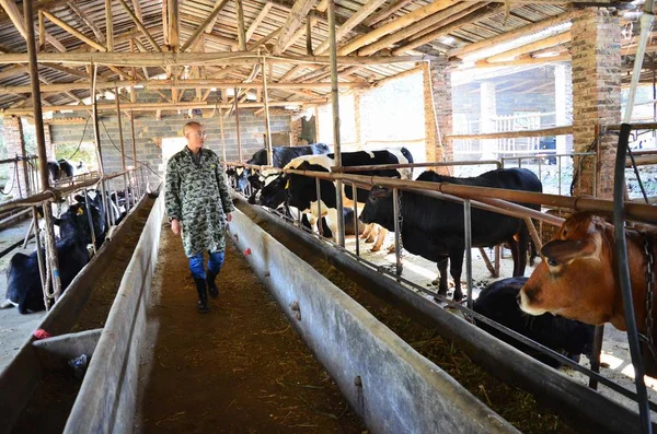 Cattleman Cinese Zeng Titolare Dottorato Alimentazione Animale Presso Accademia Cinese — Foto Stock