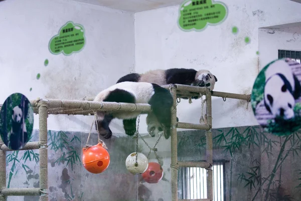 Olbrzymie Pand Chengjiu Przodu Shuanghao Spać Drewniane Stoiska Hali Panda — Zdjęcie stockowe