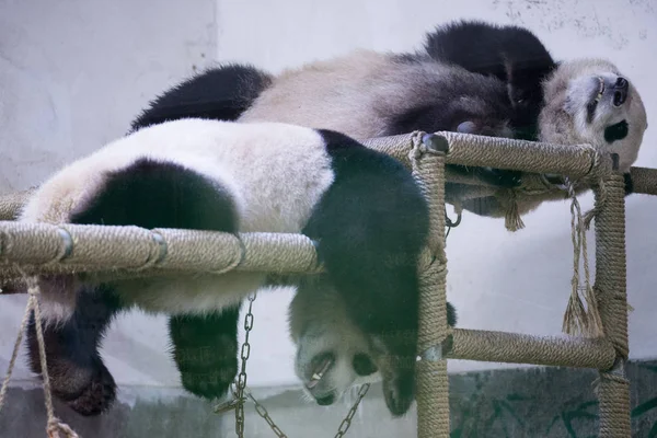 Des Pandas Géants Chengjiu Devant Shuanghao Dorment Sur Stand Bois — Photo