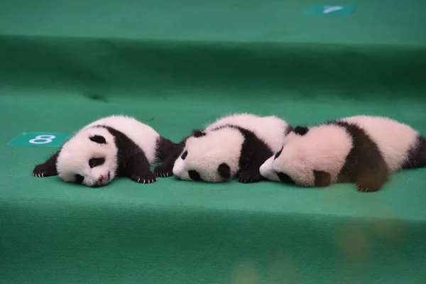 Cachorros Panda Gigantes Nacidos 2017 Exhiben Durante Evento Público Base — Foto de Stock