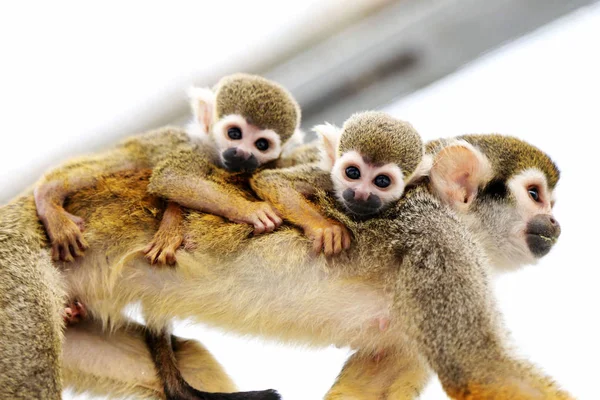 在中国东部山东省青岛市的一家动物园里 一只抱着她的孩子和一只被母亲遗弃的猴子幼崽 — 图库照片