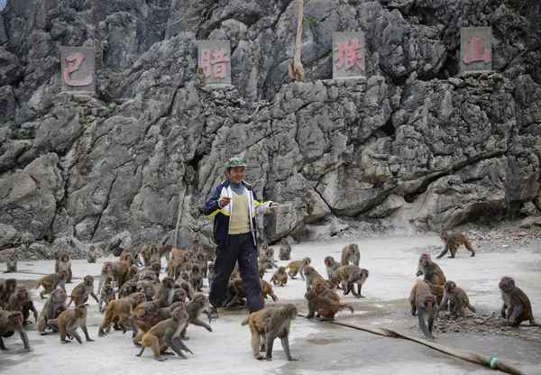 Ein Chinesischer Dorfbewohner Füttert Makaken Wäldern Die Von Anwohnern Von — Stockfoto
