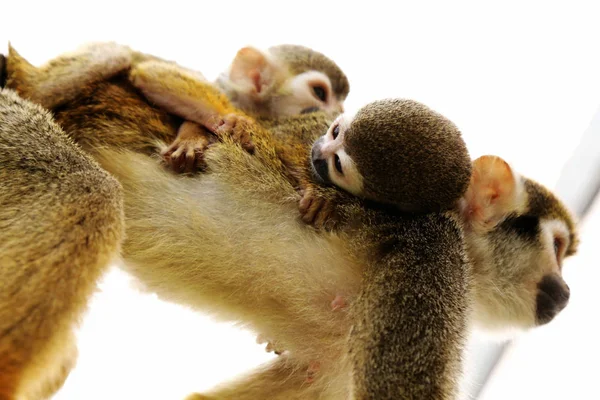 Una Scimmia Scoiattolo Femmina Che Porta Grembo Suo Bambino Cucciolo — Foto Stock