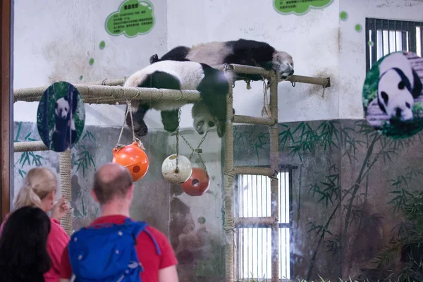 Turistas Extranjeros Miran Pandas Gigantes Chengjiu Frente Shuanghao Durmiendo Soporte — Foto de Stock