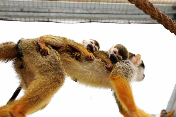 Una Scimmia Scoiattolo Femmina Che Porta Grembo Suo Bambino Cucciolo — Foto Stock