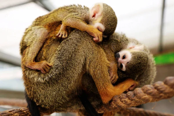 Female Squirrel Monkey Carrying Her Baby Monkey Cub Abandoned Its — Stock Photo, Image