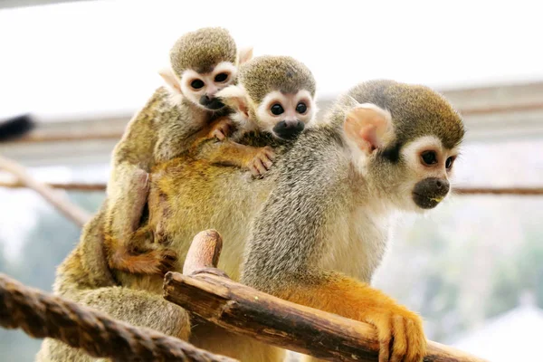 Female Squirrel Monkey Carrying Her Baby Monkey Cub Abandoned Its — Stock Photo, Image