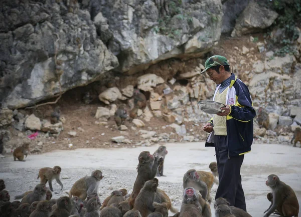 Aldeano Chino Alimenta Macacos Bosques Que Fueron Convertidos Tierras Cultivo — Foto de Stock