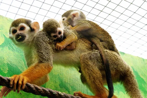 Fundo Macaco Com O Cabelo Para Trás Na Cabeça Fundo, Fotos