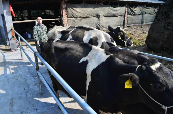 Cattleman Cinese Zeng Titolare Dottorato Alimentazione Animale Presso Accademia Cinese — Foto Stock