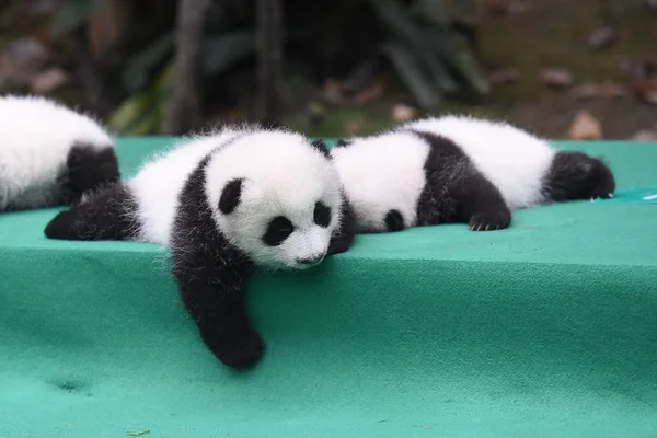 Jahr 2017 Geborene Babys Des Großen Pandas Werden Während Einer — Stockfoto