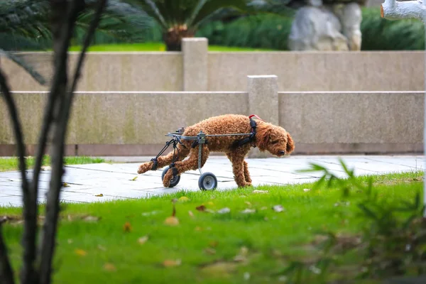 Cão Paralisado Caminha Com Uma Cadeira Rodas Parque Cidade Ningbo — Fotografia de Stock